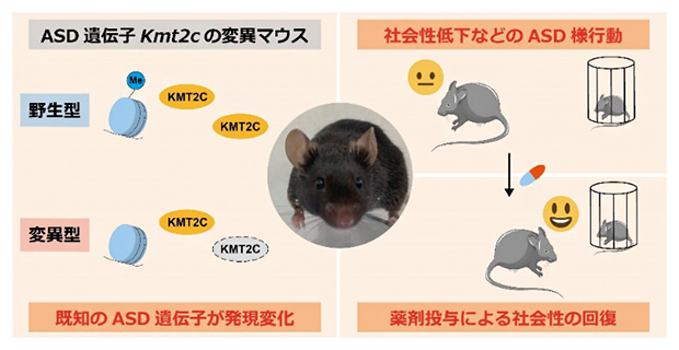 Kmt2c遺伝子欠損マウスが呈したASD様行動は、薬剤投与で改善の図