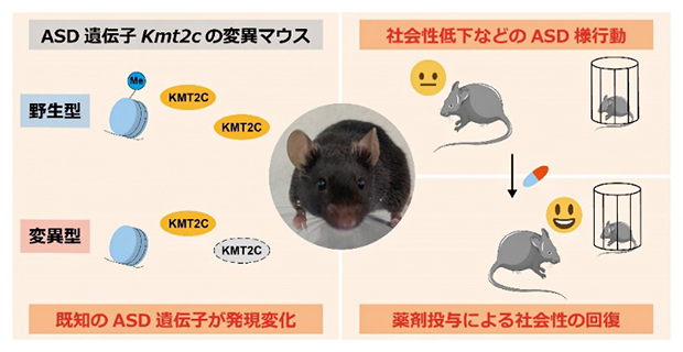 自閉スペクトラム症の新たなモデルマウスを開発～オミクス解析による分子病態理解と治療法開発への期待～
