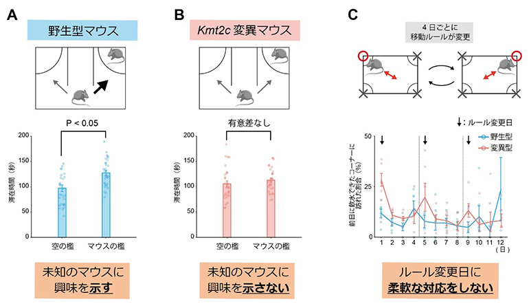 Kmt2c変異マウスの行動変化の図