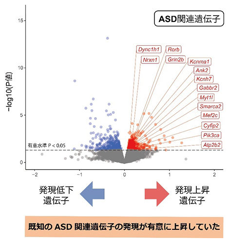 Kmt2cC変異マウスの成体脳におけるトランスクリプトーム変化の図