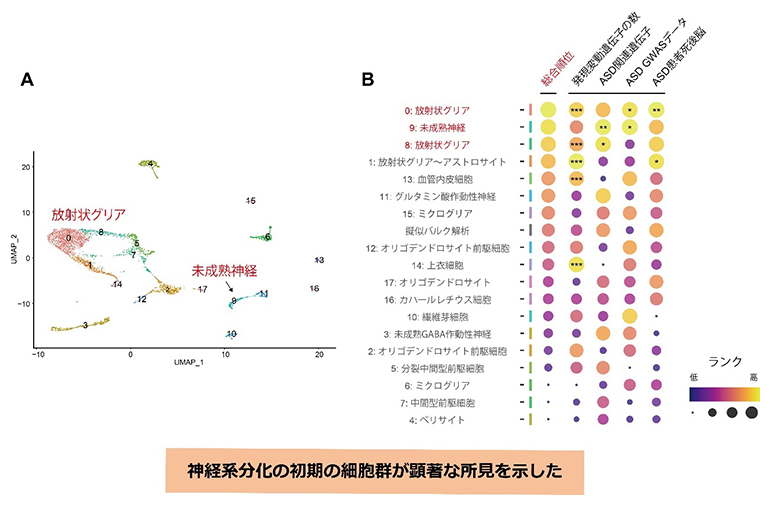 新生児脳シングルセルRNA-seqによる病態に関与し得る細胞クラスタの解析の図