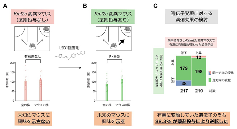 LSD1阻害剤によるKmt2c変異マウスの行動・トランスクリプトーム変化の回復の図