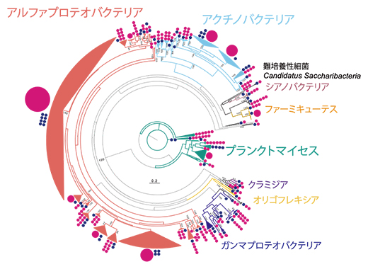 16S rRNA遺伝子配列に基づいた系統樹の図