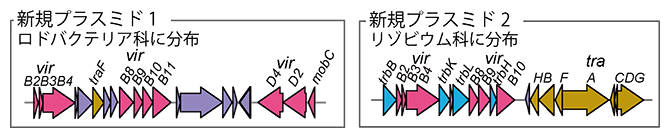 新規のプラスミド上の4型分泌装置(一部プラスミドを抜粋)の図