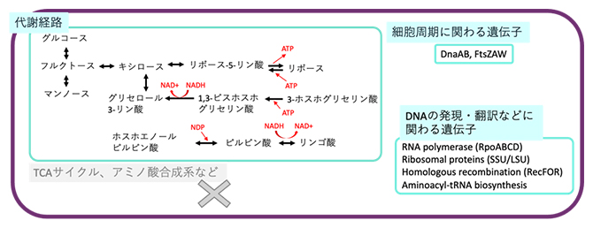 ゲノム情報から予想される難培養性微生物の代謝経路の図