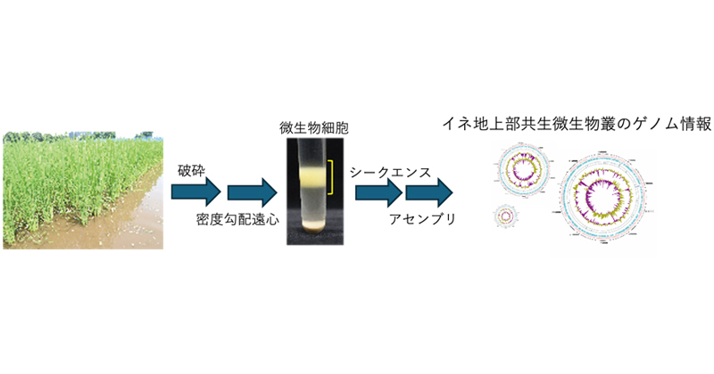 ロングリードメタゲノムによる植物共生微生物叢の分子基盤の解明