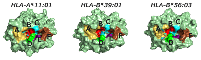 サラゾスルファピリジンが結合する確率が最も高い抗原提示部位の図