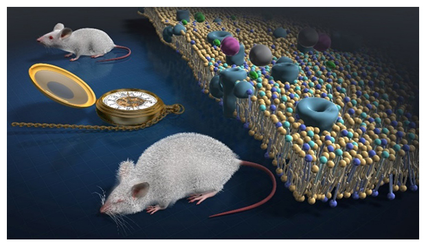 マウスを使った脂質代謝多様性とその加齢変容の解明の図
