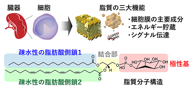 脂質の三大機能と脂質構造の図