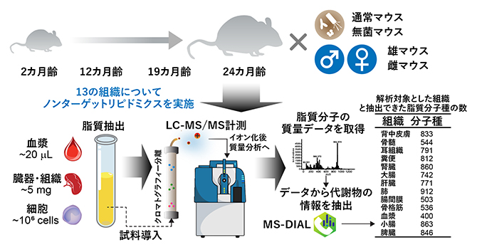 脂質代謝の加齢変容解析研究の概要図