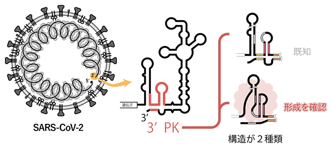 SARS-CoV-2ウイルスRNAの転写開始モデルの模式図の画像