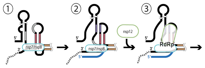 ベータコロナウイルスRNAの転写開始モデルの模式図の画像