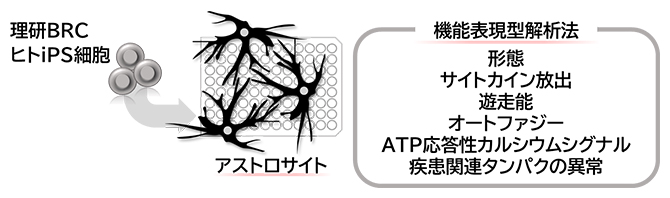 iPS細胞由来アストロサイトを用いた機能表現型解析法の図