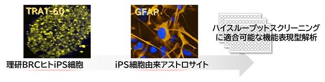 iPS細胞由来アストロサイトの機能表現型解析の図