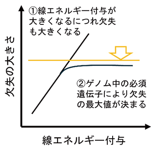 欠失の大きさに関与する二つの要因の図