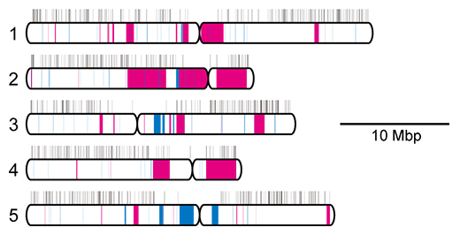 シロイヌナズナ染色体への欠失変異のマップの図