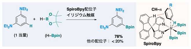 SpiroBpy配位子を持つIr触媒を用いた電子豊富な芳香族炭化水素の官能基化の図