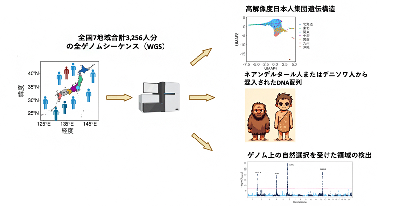 全ゲノム解析で明らかになる日本人の遺伝的起源と特徴