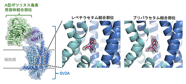 SV2A-A型ボツリヌス毒素受容体結合部位-抗てんかん薬の複合体構造の図