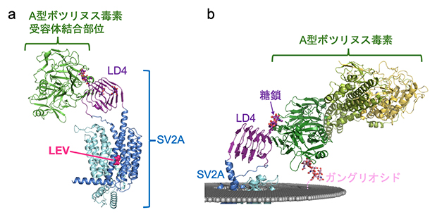 クライオ電子顕微鏡によるSV2A立体構造解析の図