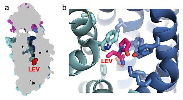 SV2Aと抗てんかん薬(レベチラセタム)の結合の図