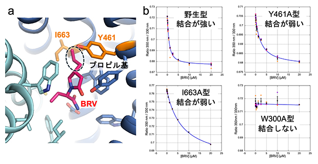 SV2Aと抗てんかん薬ブリバラセタムの相互作用解析の図