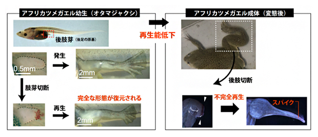 アフリカツメガエルのライフステージに依存した四肢再生能力の図
