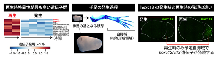 四肢発生過程と幼生四肢再生過程のトランスクリプトーム比較解析の図