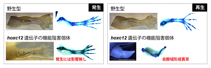 hoxc12の機能阻害による発生・再生への影響の図