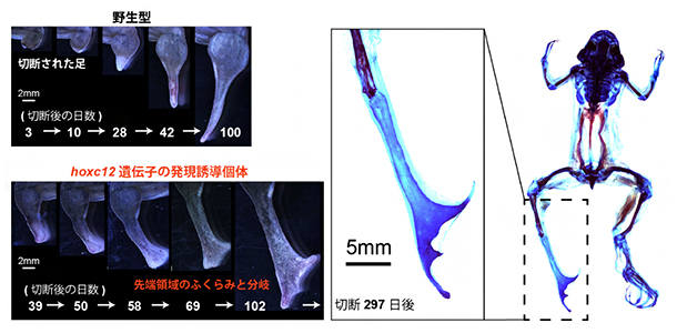 hoxc12/hoxc13遺伝子の過剰発現による成体四肢再生能力への影響の図