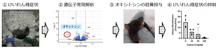 NGLY1欠損症モデルマウスのけいれん様症状に対するオキシトシンの抑制作用の図