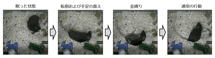 NGLY1欠損症モデルマウスにおけるけいれん様症状の図