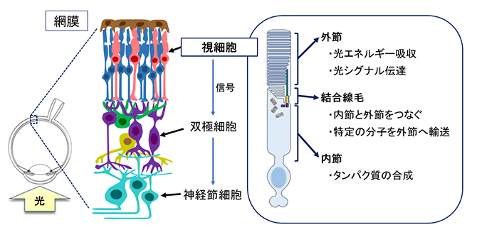 ヒトの網膜と視細胞の基本構造の図