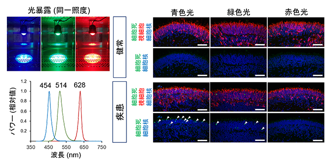 網膜オルガノイドにおける各波長光の視細胞死へ与える影響の図
