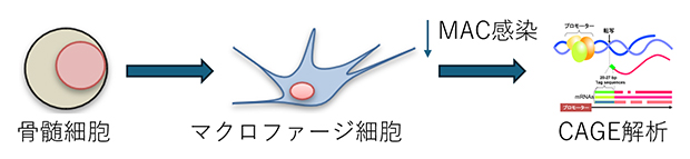 実験方法の概略の図