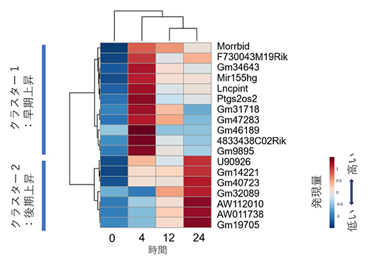 MAC感染によって発現上昇するlncRNAのクラスター解析の図