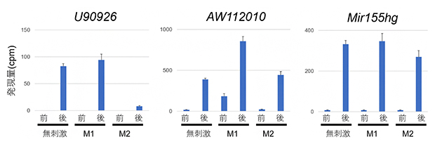 マクロファージ細胞のM1やM2活性化に対するlncRNA発現変動の影響の図