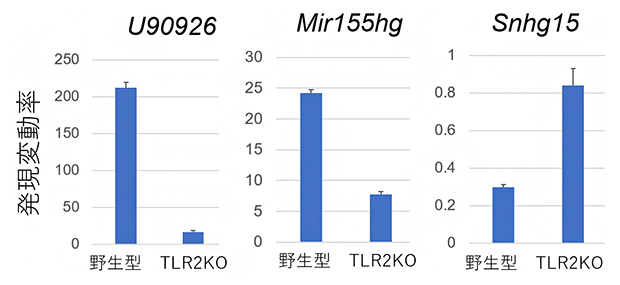 TLR2をノックアウトしたマクロファージ細胞を用いたMAC感染実験の図