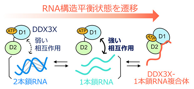 DDX3XがRNAの高次構造をほどく分子機構の模式図の画像