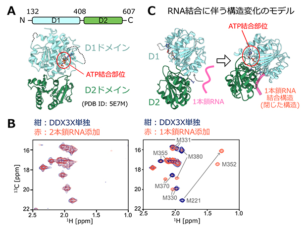 DDX3Xタンパク質の構造と1本鎖、および2本鎖RNAとの相互作用の図