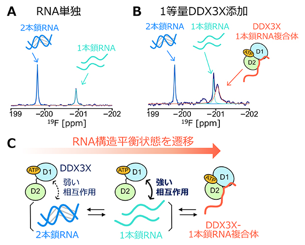 DDX3Xとの相互作用によるRNAの構造平衡状態の遷移の図