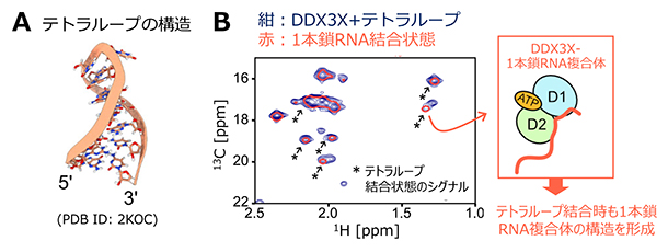 テトラループRNAとDDX3Xとの相互作用の図