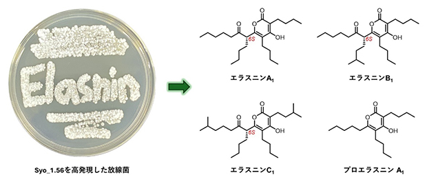 新規エラスニン誘導体の構造および生物活性の図