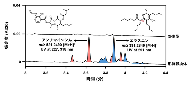 Streptomyces sp. RK18-A0406の代謝産物の解析の図