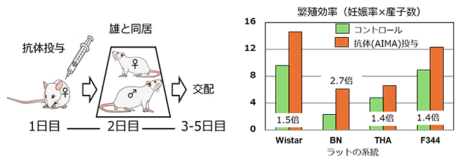 ラットへの抗体投与のタイミングとその効果の図