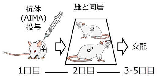 抗体投与と交配のスケジュールの図