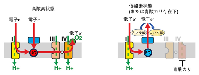 新しい作用メカニズムを持つ駆虫薬の開発へ～寄生虫の「呼吸経路」を標的とする化合物の発見～