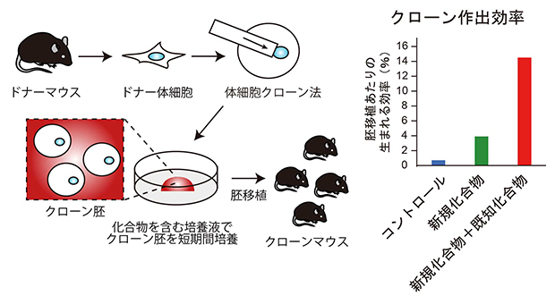 化合物処理による簡便なクローン作出効率改善法とその効果の図