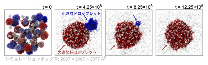 超大規模タンパク質ドロップレットの融合過程の計算の図