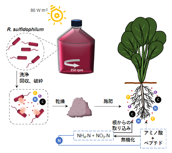 光合成細菌を窒素肥料に ～窒素を空気中から固定する細菌を無機肥料の代替として利用～